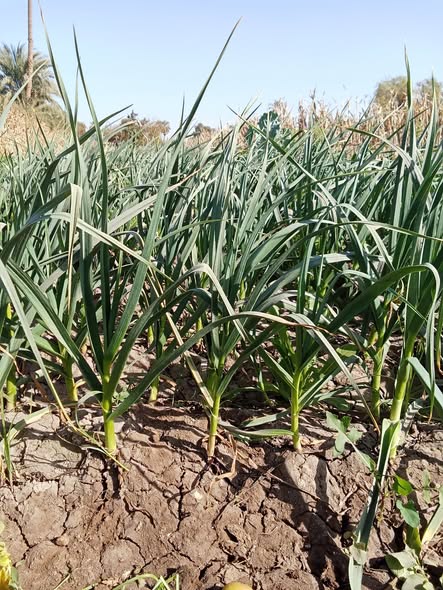 التوم ده محتاج ايه عمره 95 يوم